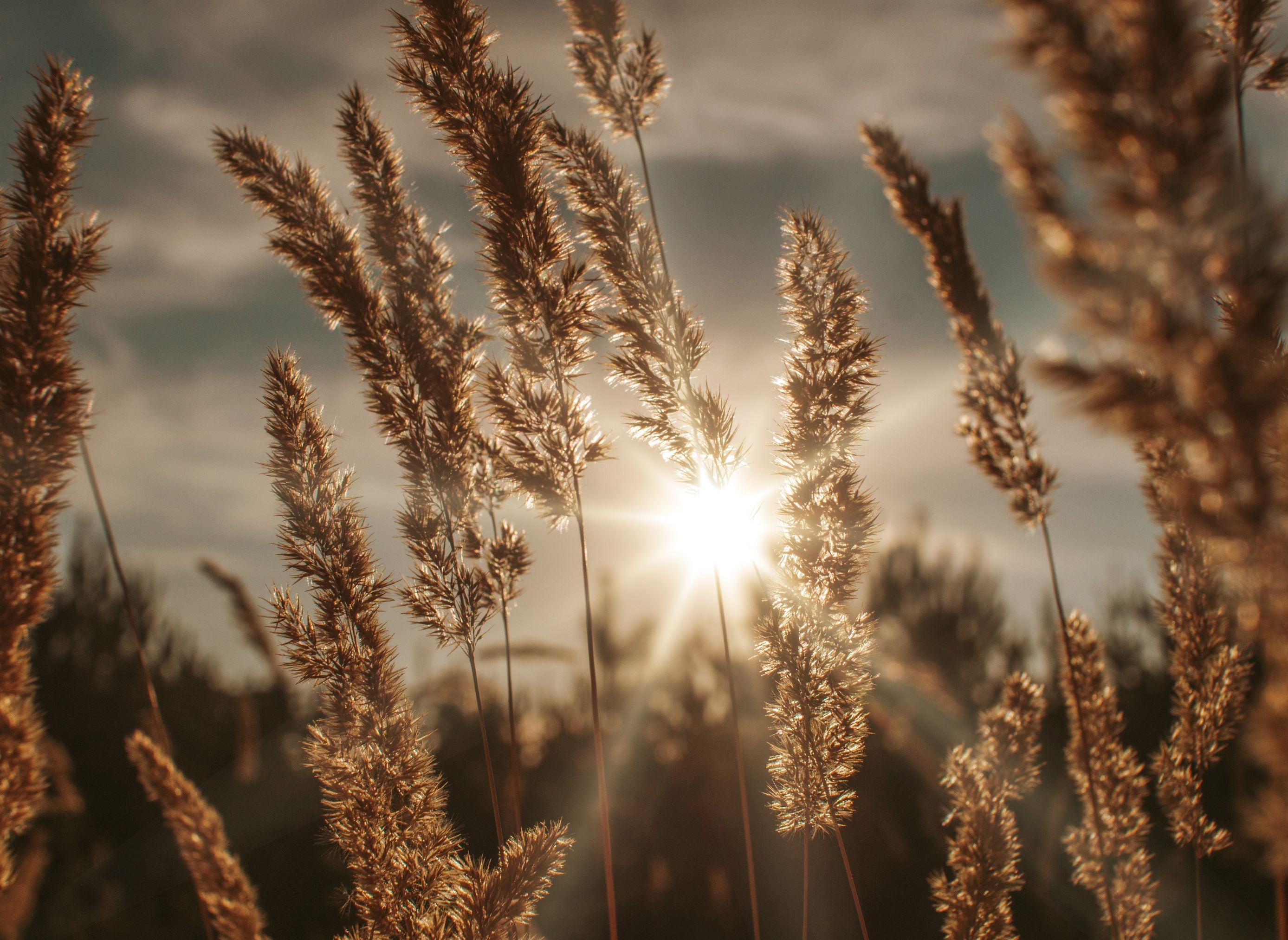 Weizenfeld mit untergehender Sonne