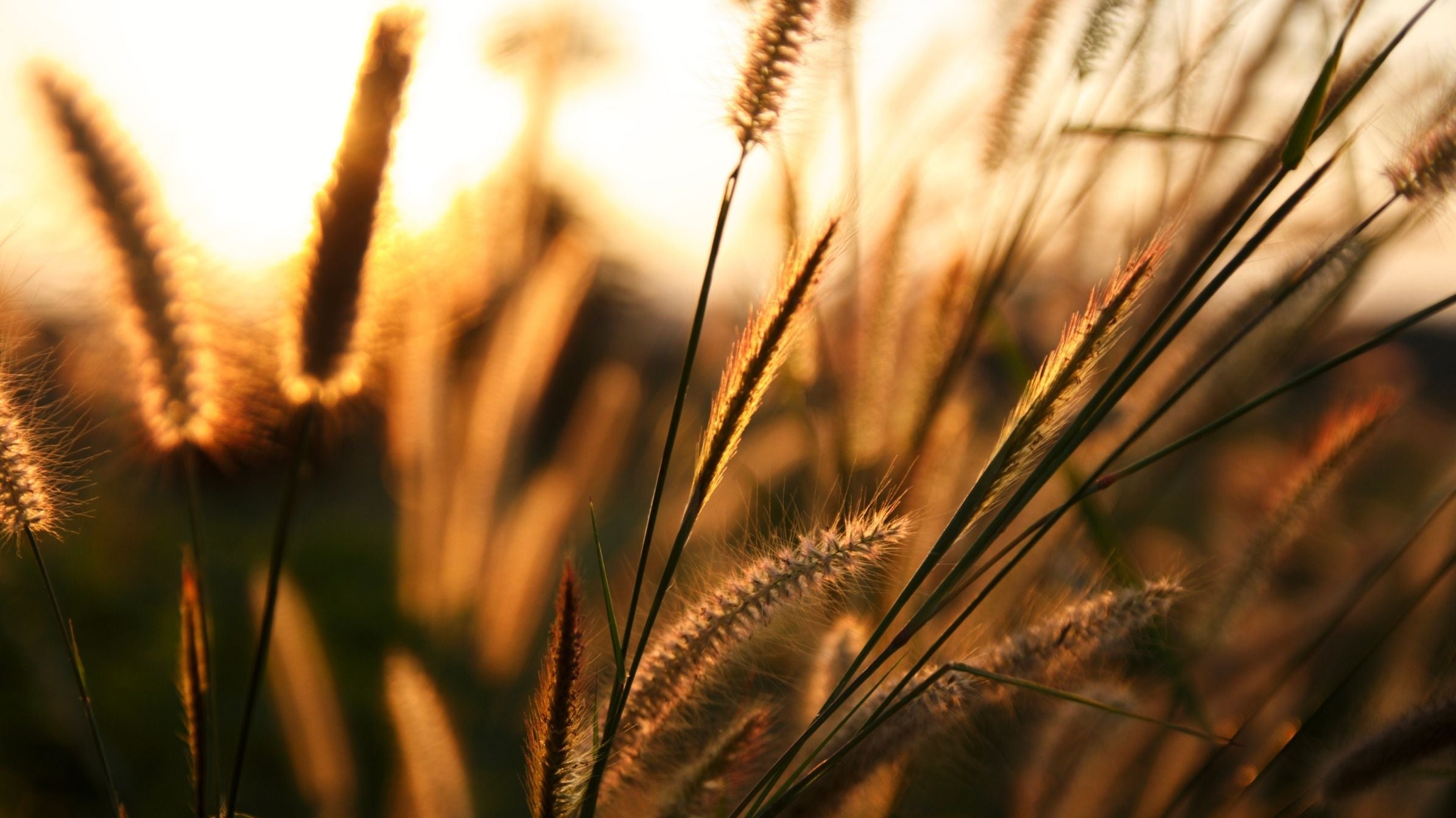 Weizenfeld bei Sonnenuntergang.